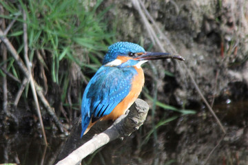 Eisvogel