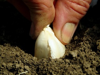 Hand planting garlic