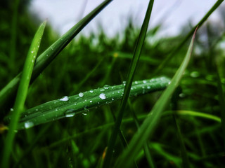 grass with dew drops