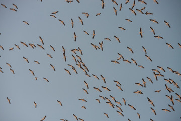 large flock of storks in the blue sky, close-up