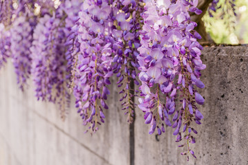 Hängende Blütentrauben der Wisteria (Blauregen) an einer Betonmauer im Frühling