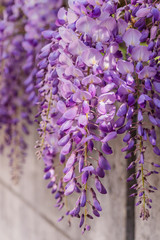 Hängende Blütentrauben der Wisteria (Blauregen) an einer Betonmauer im Frühling - 339238233