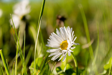 Flor, margarida