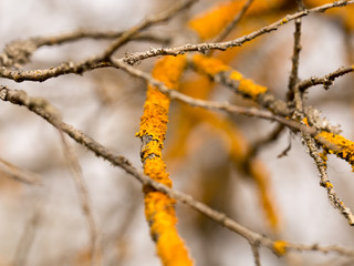 Lichen on tree branches