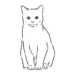 domestic cat, realistic vector sketch illustration, the sign of the cat