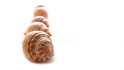 Semicassis undulata , sea shell on white background