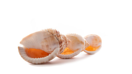 Semicassis undulata , sea shell on white background