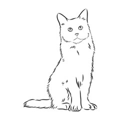 domestic cat, realistic vector sketch illustration, the sign of the cat