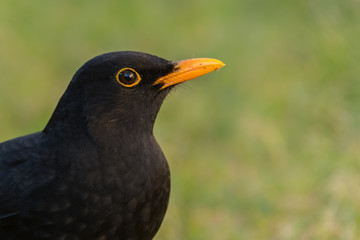A common blackbird (Turdus merula)