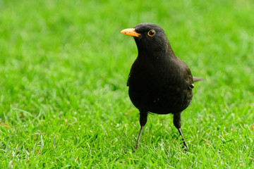 A common blackbird (Turdus merula)