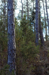 pine forest in the evening light vertical photo
