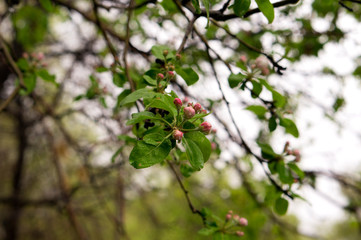 Apple tree bloomed in spring