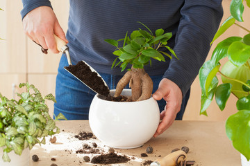 gardening, planting at home. man relocating ficus houseplant