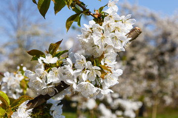 Cherry blossom (Prunus avium) 