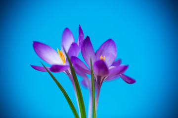 spring purple little crocus flowers isolated on blue