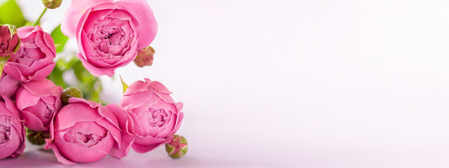Fresh bunch of Beautiful pink flowers roses bouquet on background, copy space for text. Banner
