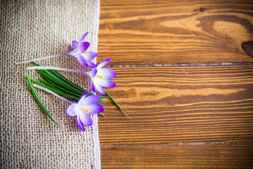 spring purple crocus flowers on a wooden table