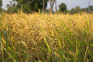 Naklejka premium Harvest Rice in the field in the evening