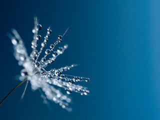 Close-up, macro of dandelion, Taraxacum seed in spring , with water drops on colorful blue background