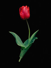 Red tulip with green leaves and raindrops on a black uniform background.