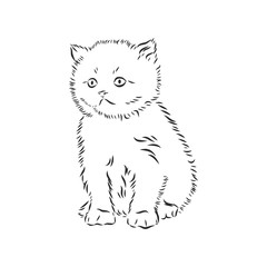 cat - hand drawn vector llustration isolated kitten, vector sketch illustration kitten, vector sketch illustration