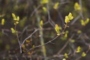 Beautiful spring tree with green leaves macro