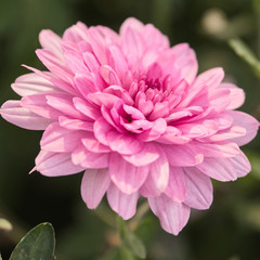 a beautiful close up pink dahlia