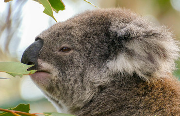 koala in a tree
