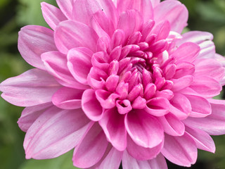 a beautiful close up pink dahlia