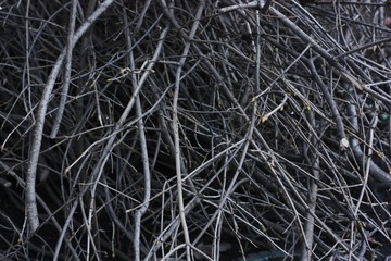 Dry chopped tree branches on the street