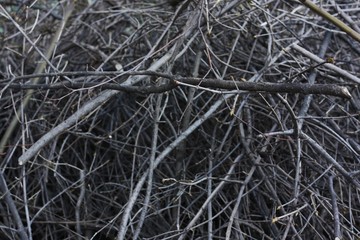 Dry chopped tree branches on the street
