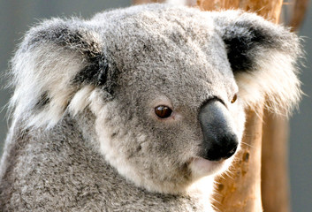 koala bear close up