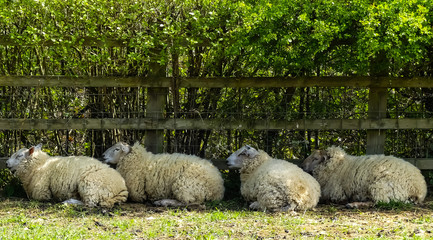 Four heavily pregnant ewes laying against a rustic fence in the shade of a hedge. Foreground of sunlit grass with shadow in front of the sheep.  Agricultural landscape image. Spring, England.