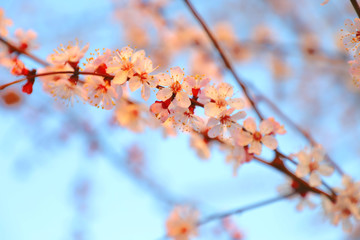 cherry blossom in spring