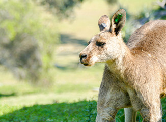 Fototapeta premium kangaroo in the grass