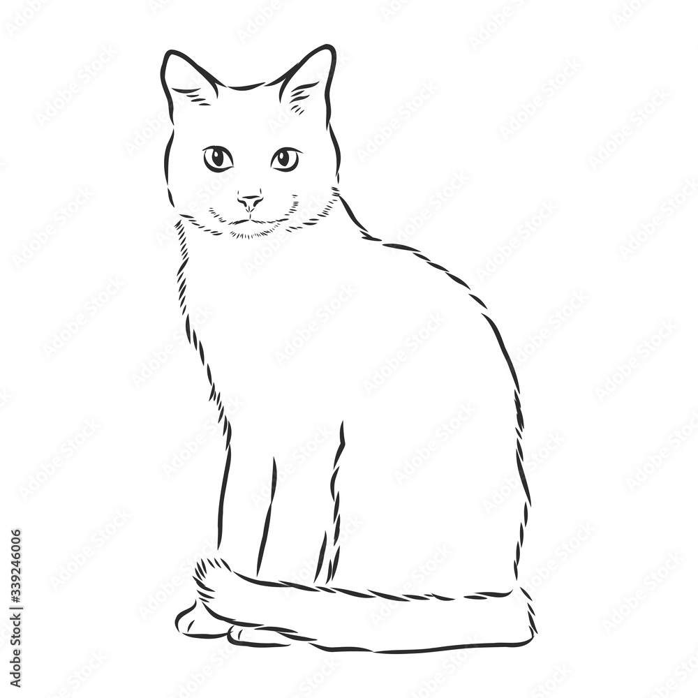 Poster domestic cat, realistic vector sketch illustration, the sign of the cat