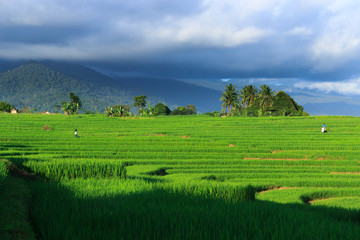 Fototapeta na wymiar the green landscape of rice fields and farmers in Indonesia