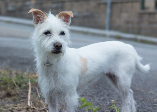 Perro blanco mestizo con collar protector 