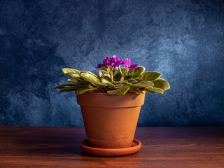 Blossoming violet Saintpaulias flowers in clay pot on table