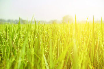 close up view of growth organic jasmine rice field in the summer morning at countryside in Thailand.