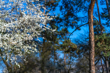 Flowering tree with white petals