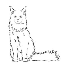 domestic cat, realistic vector sketch illustration, the sign of the cat