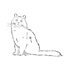 Obraz premium domestic cat, realistic vector sketch illustration, the sign of the cat