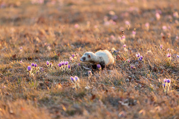 Ferret - Mustela putorius furo cuddles in the meadow between