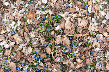 Scilla spring flowers grow through dry leaves