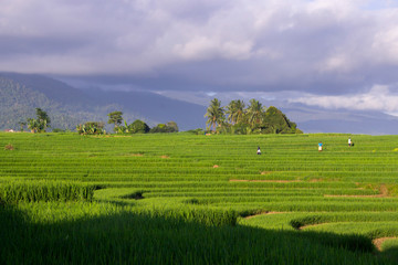 views of green rice fields and mountain ranges in Indonesia