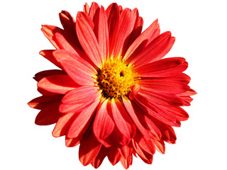Isolated red Chrysanthemum flower on a white background.