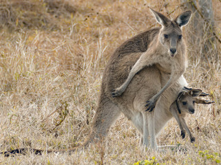 kangaroo in the wild