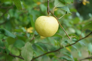 apple on tree