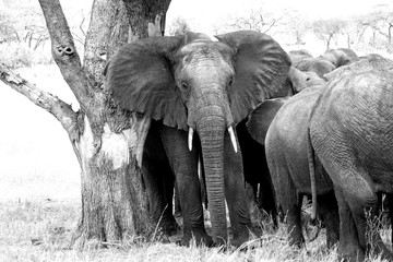 BLACK AND WHITE ELEPHANT WITH TREE - TANZANIA- SERENGETI